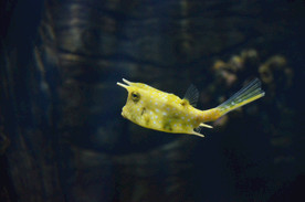 海洋生物 海洋馆 角箱鲀