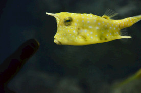 海洋生物 海洋馆 角箱鲀