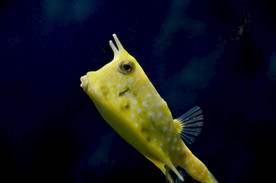 海洋生物 海洋馆 角箱鲀