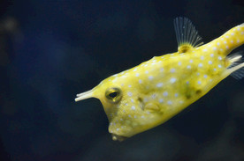 海洋生物 海洋馆 角箱鲀