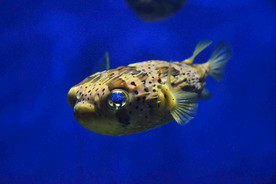 海洋生物 海洋馆 河豚