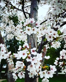 李子花