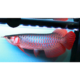 呈千祥龙鱼贸易