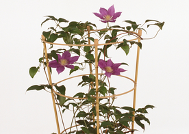 紫色鲜花