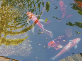 水中的鱼