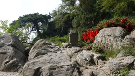 泰山望人松   泰山   风景