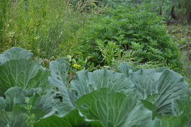 野菜