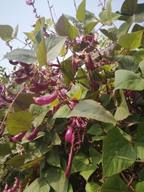 紫豆角