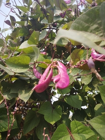紫豆角