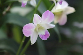 兰花
