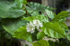 茉莉