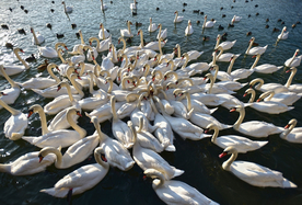 鹅 白鹅 大白鹅 公鹅 雄鹅