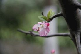 海棠花开