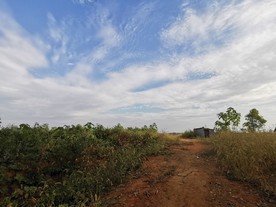 野外