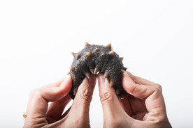 即食海参干海参泡发细节