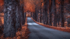 森林公路树木风景落叶