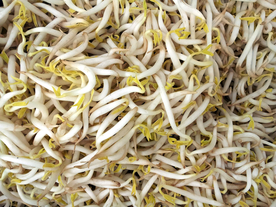 豆芽 绿豆芽