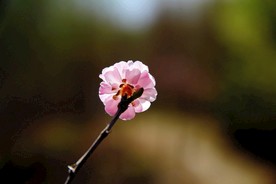 春