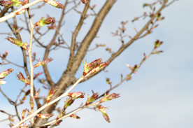 美丽樱花树樱花花瓣高清摄影
