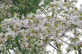 美丽樱花树樱花花瓣高清摄影