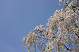 美丽樱花树樱花花瓣高清摄影