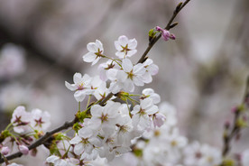 美丽樱花树樱花花瓣高清摄影