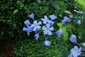 蓝雪花