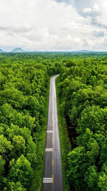 森林中的公路