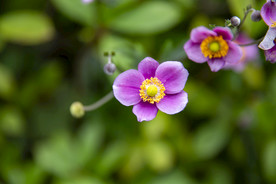 野棉花