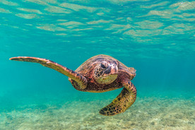 大海龟