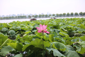 西湖荷花