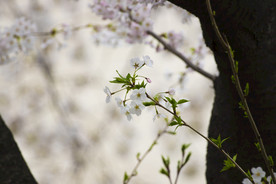 美丽樱花树樱花花瓣高清摄影