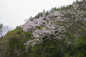 美丽樱花树樱花花瓣高清摄影