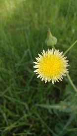 野菊花