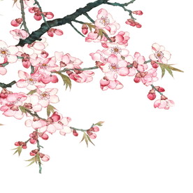 梅花手绘