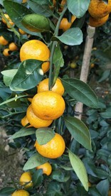三明高山蜜桔