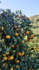 三明高山蜜桔