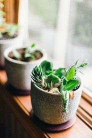 多肉植物盆栽