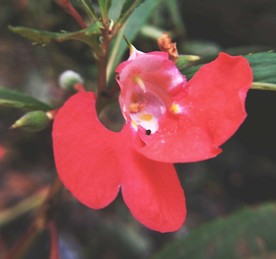 凤仙花 粉色凤仙 凤仙花植株