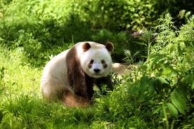 熊猫