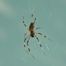 蜘蛛