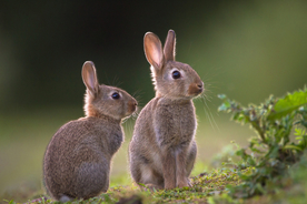 兔子 白兔 动物 哺乳 饲养