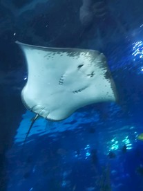 魔鬼鱼 海底世界 海洋馆