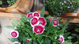 盆栽花