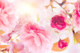 樱花绽放