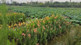 美景观音湖