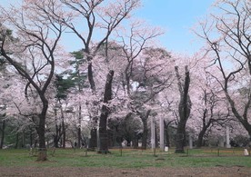 樱花树