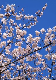 樱花树