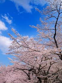 樱花树