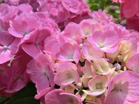 绣球花